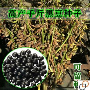 金刚养肾黑豆种子超级千斤豆黄豆种子早黄豆种子特大高产大豆种籽