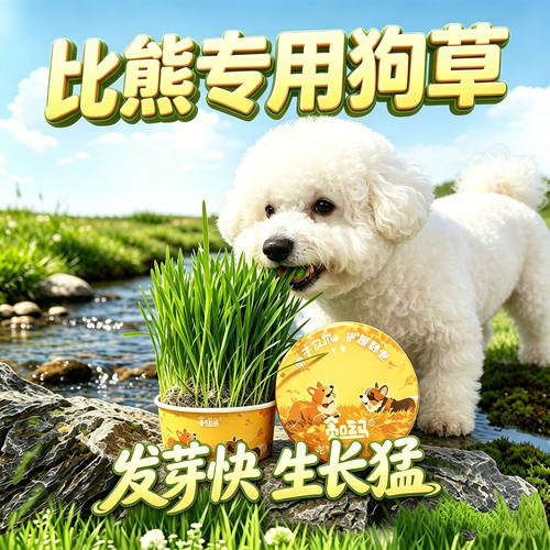 比熊专用狗草狗狗吃的草小狗零食宠物盆栽小型犬的排毛食用草食物