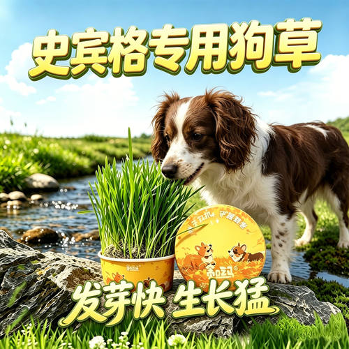 史宾格专用狗草狗狗吃的草小狗零食宠物盆栽大型犬排毛食用草食物