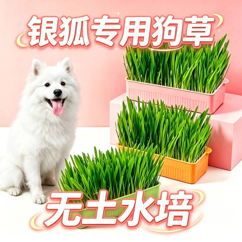比格专用狗草狗狗吃的草小狗零食宠物盆栽大型犬排毛食用无土水培