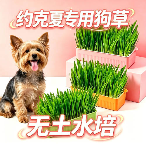 约克夏专用狗草狗狗吃的草小狗零食宠物盆栽小型犬排毛幼犬食用草