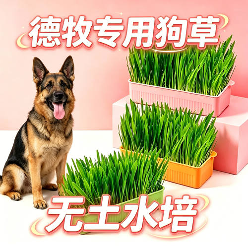 德牧专用狗草狗狗吃的草小狗零食宠物盆栽大型犬排毛食用草洁牙