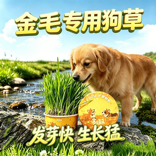 金毛专用狗草狗狗吃的草小狗零食宠物盆栽大型犬喜欢的排毛食用草