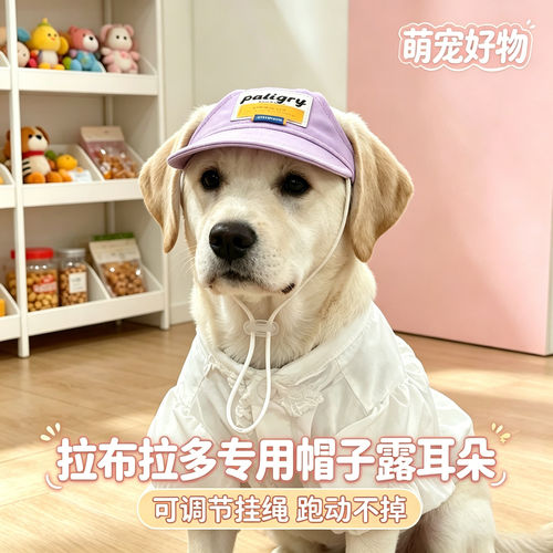 拉布拉多专用幼犬狗狗帽子小狗宠物狗露耳朵遮阳帽大型犬大狗防晒