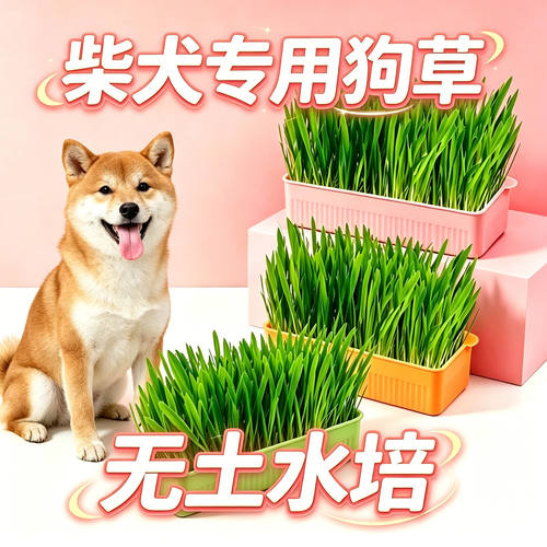 柴犬专用狗草狗狗吃的草小狗零食宠物盆栽中型犬排毛食用食物种子
