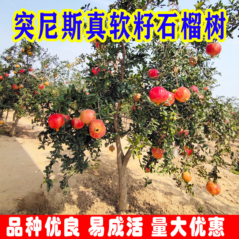 产地河阴突尼斯软籽原种嫁接石榴树苗盆栽地栽庭院种植当年结果子