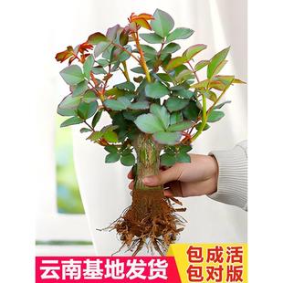 玫瑰花苗四季 5棵 开花盆栽花卉植物室内花月季 花树苗特大花老桩苗