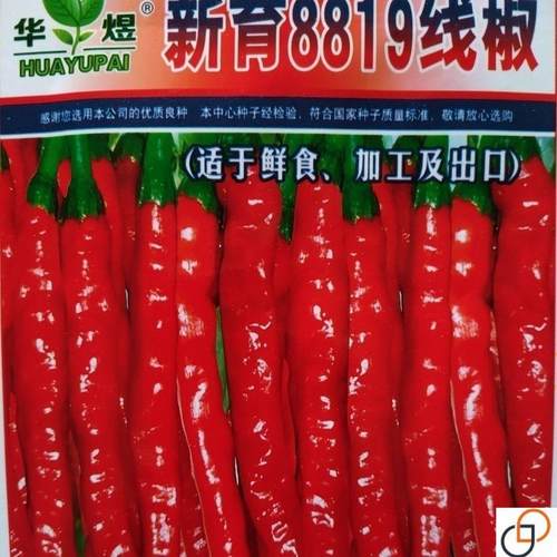 新8819红线椒种子 杂交一代高产线椒种子 高产辣椒种子红椒春秋季