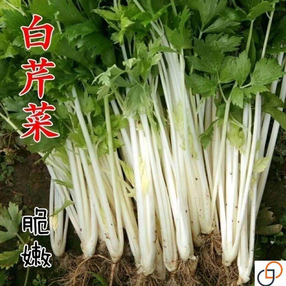 四季香白芹种子白杆实芹蔬菜种子春夏秋四季播阳台盆栽芹菜种子