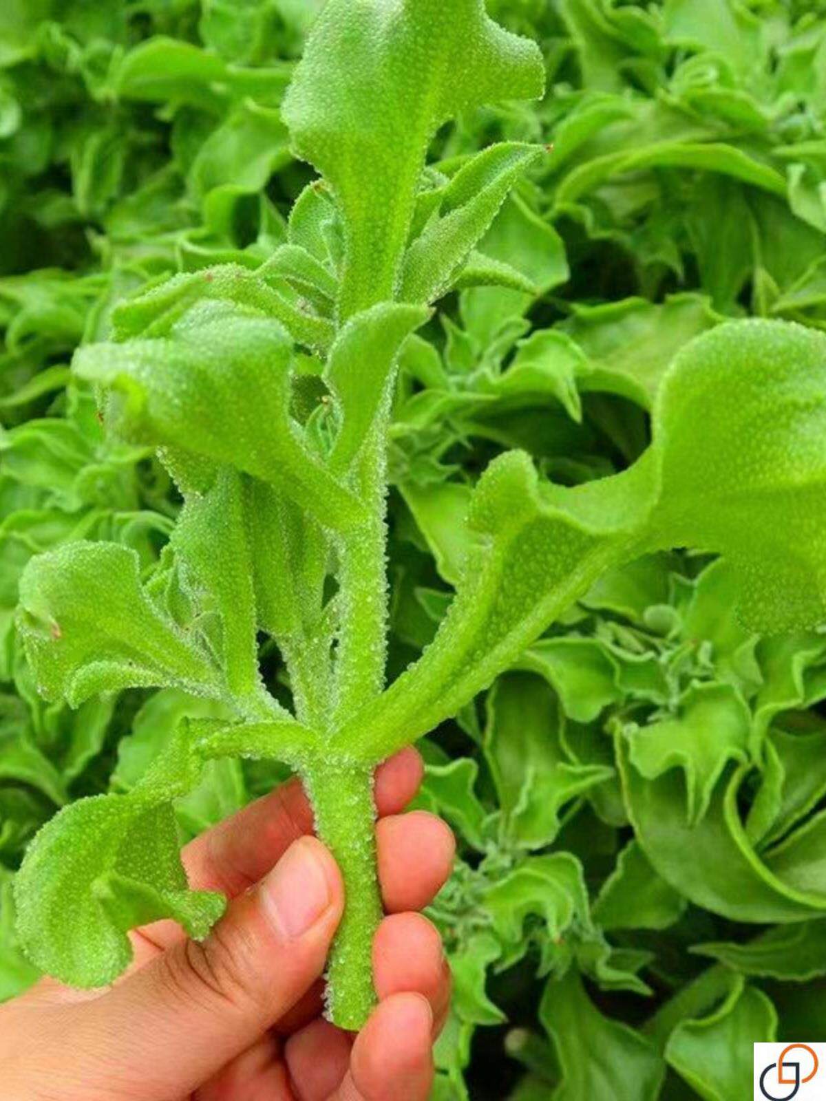 【水晶冰菜种子】水晶冰菜阳台花盆可种冰菜种子简单易种蔬菜种子