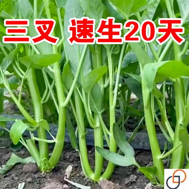 正宗高产三叉空心菜种籽柳叶通心菜种子四季阳台蔬菜种子盆栽菜园