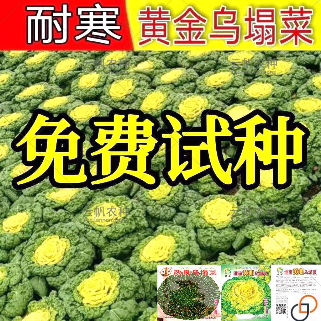 黄心乌塌菜种子菊花菜黑心乌塌菜种子黄心菜高钙春秋庭院蔬菜种籽