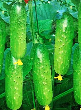 水果黄瓜种子籽春秋冬季小黄瓜旱黄瓜苗四季阳台盆栽庭院蔬菜种孑