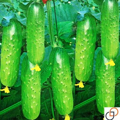 水果黄瓜种子籽春秋冬季小黄瓜旱黄瓜苗四季阳台盆栽庭院蔬菜种孑