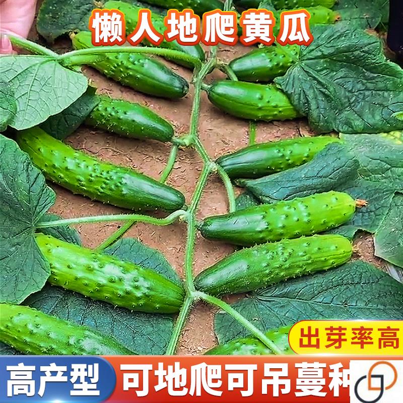 懒人满地爬黄瓜种籽地黄瓜仔小旱黄瓜种子苗秧苗家庭庭院蔬菜种植