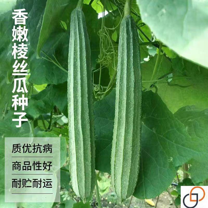 八棱丝瓜种子种籽孑子苗秧菜苗长丝瓜棱角八角水瓜秧苗老品种高产