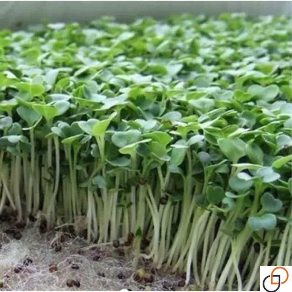 四季速生七天可吃罗卜苗罗卜菜娃娃菜种子阳台水培菜芽苗种籽
