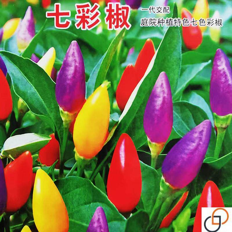 七彩辣椒种子七彩辣椒种子农家蔬菜阳台盆栽田园种植种子朝天椒