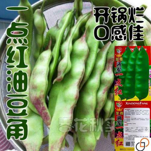 东北油豆种子一点红油豆角种籽将军豆中早熟春秋四季高产芸豆种孑