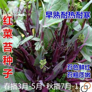 红菜薹种子菜苔种紫菜苔种籽红油菜种子阳台盆栽蔬菜种子菜心易种