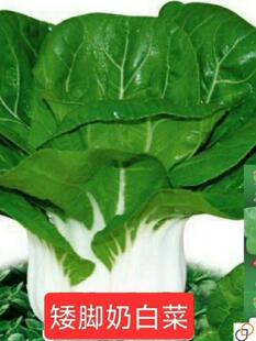 新白雪公主奶白菜种子湘潭四季播种矮脚白菜种籽盆栽大田蔬菜种子