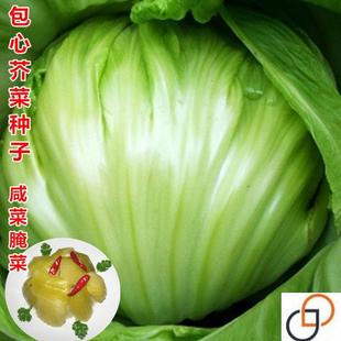 包心芥菜种籽大肉卷心芥菜种子水咸菜盖菜包四季播春秋季蔬菜种孑