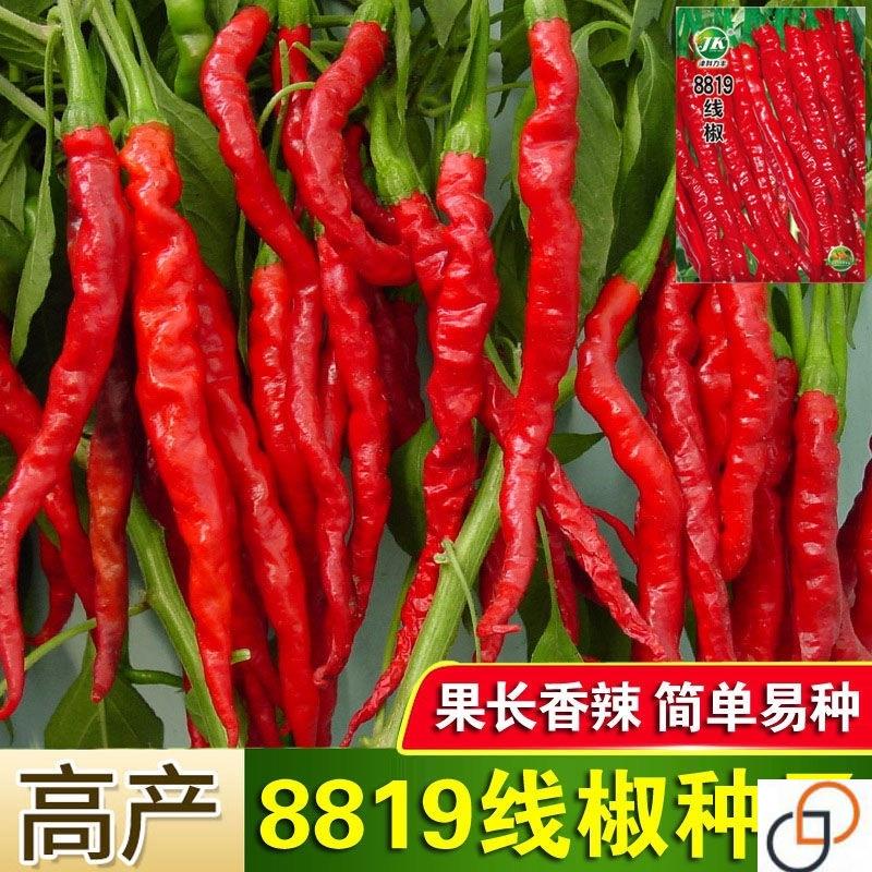 8819线椒种子香辣超辣干辣椒皱皮红辣椒高产线椒农家大田蔬菜种籽