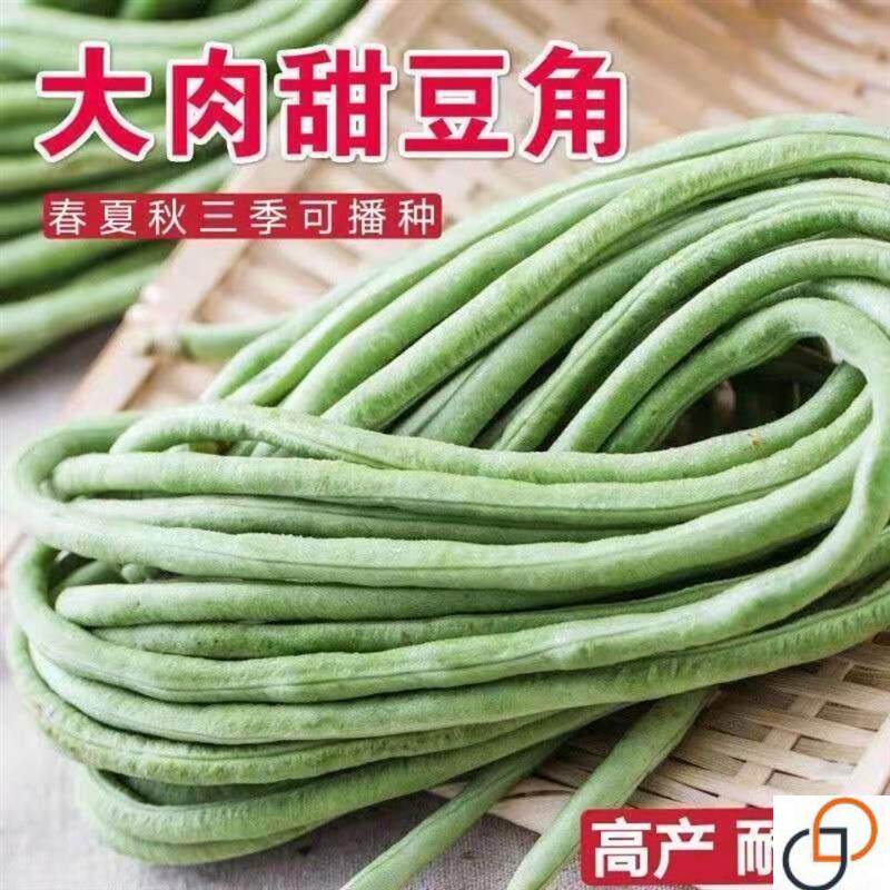长豆角种子青白大肉甜豆角种子长豆角高产抗热品种四季播蔬菜种子