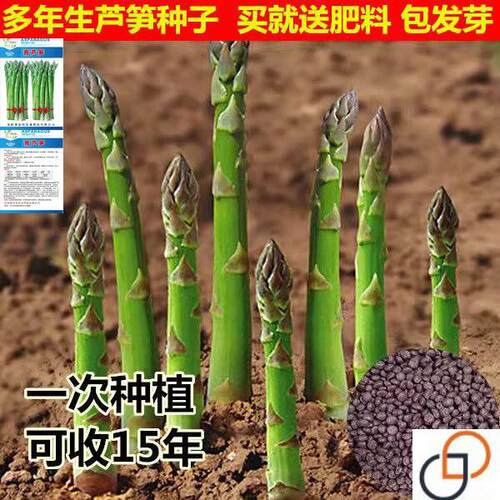 进口蔬菜种子【芦笋种子】世界名菜多规格菜耐热抗寒蔬菜四季播种