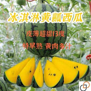 黄壤西瓜种子超甜早熟礼品型黄心西瓜种籽四季播盆栽庭院水果种子