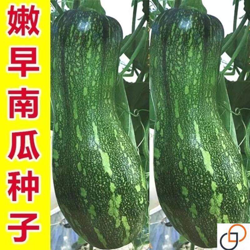 早熟嫩早秘本南瓜种子嫩南瓜种长蔓吃藤小南瓜早熟春季田园蔬菜孑