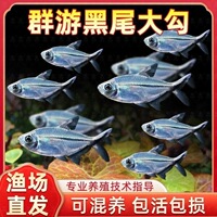 黑尾大勾群游小型鱼淡水热带观赏鱼鱼缸苗好养耐活冷水混养