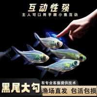 黑尾大勾群游小型鱼淡水热带观赏鱼鱼缸苗好养耐活冷水混养