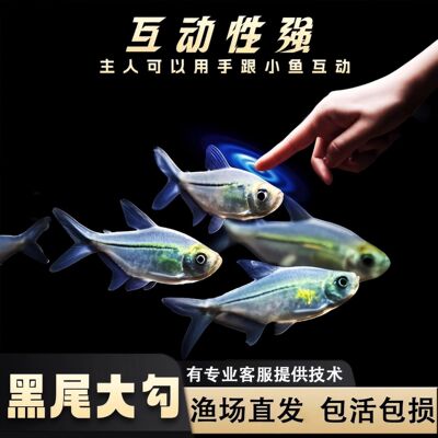 黑尾大勾群游小型鱼淡水热带观赏鱼鱼缸苗好养耐活冷水混养
