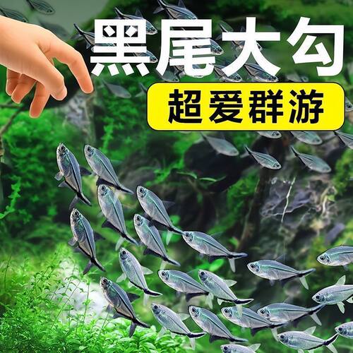 黑尾大勾群游淡水热带观赏鱼
