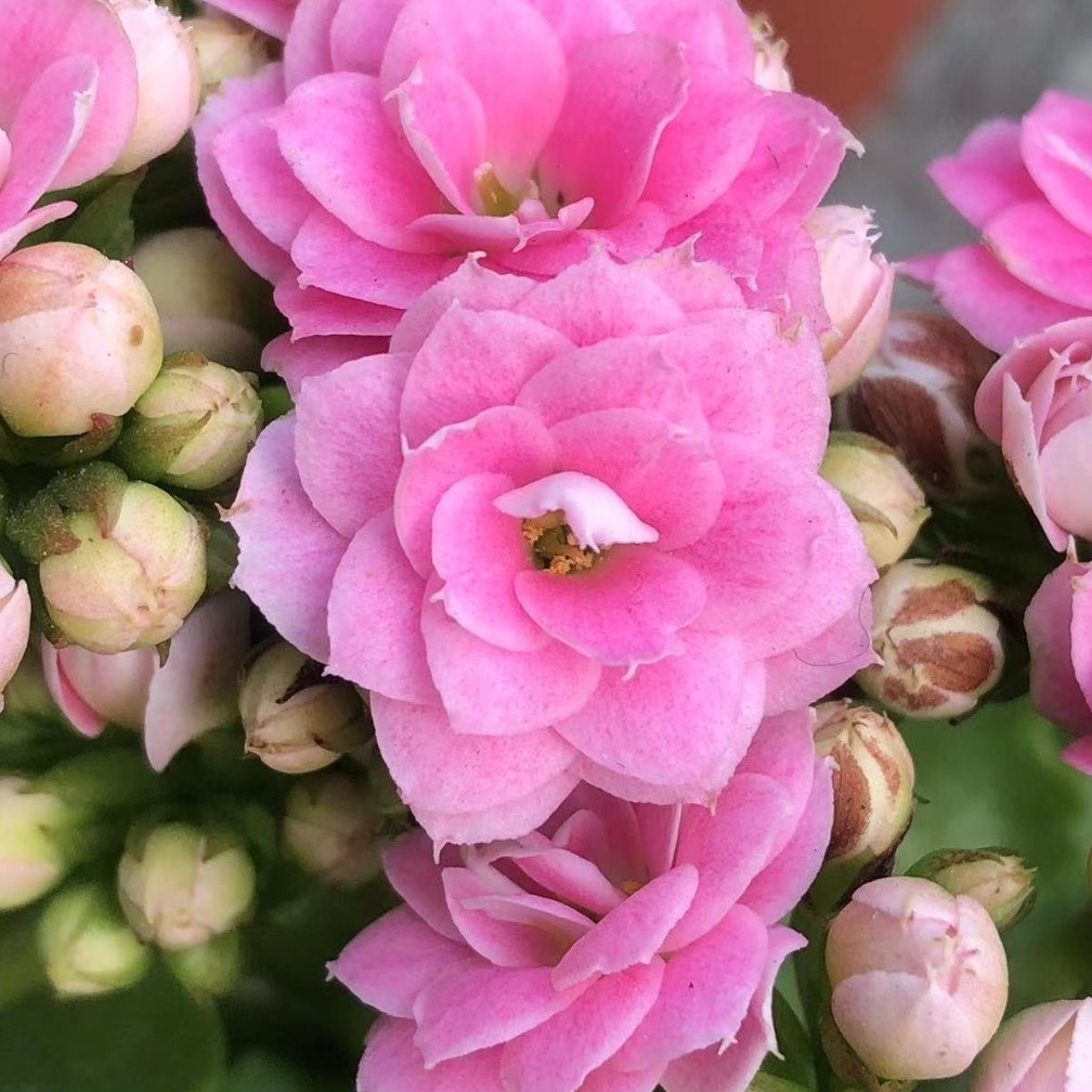 婉婉的花园长寿花盆栽重瓣大花苗带花苞进口稀有新品种朱丽叶