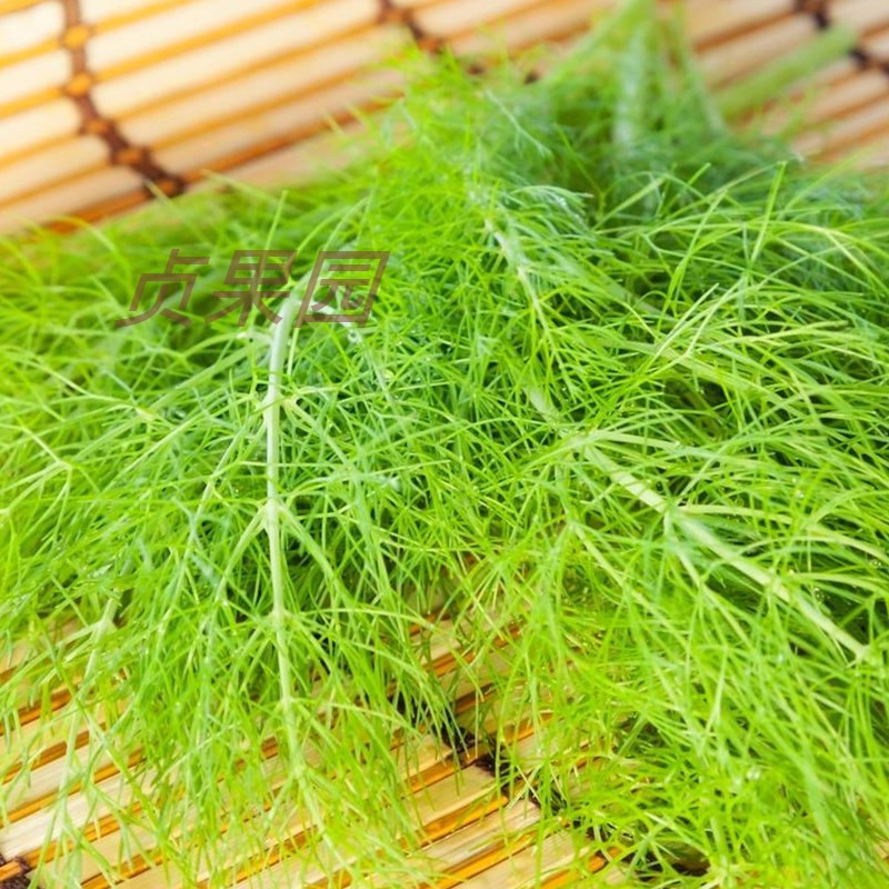 茴香叶500g 新鲜蔬菜 刁草 新鲜  带根小茴香叶 苗菜 饺子料