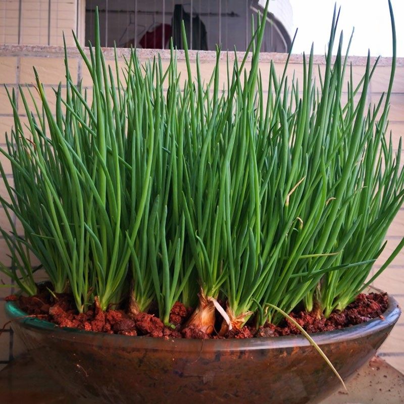 新鲜小香葱苗四季葱种籽火葱红头葱种子苗净重1斤装