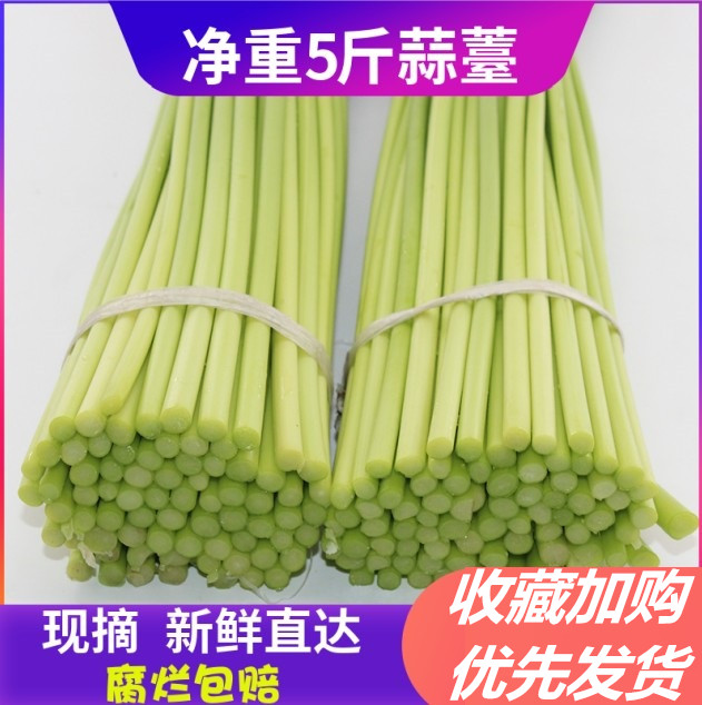 2024年新鲜蒜苔蒜薹农家新鲜