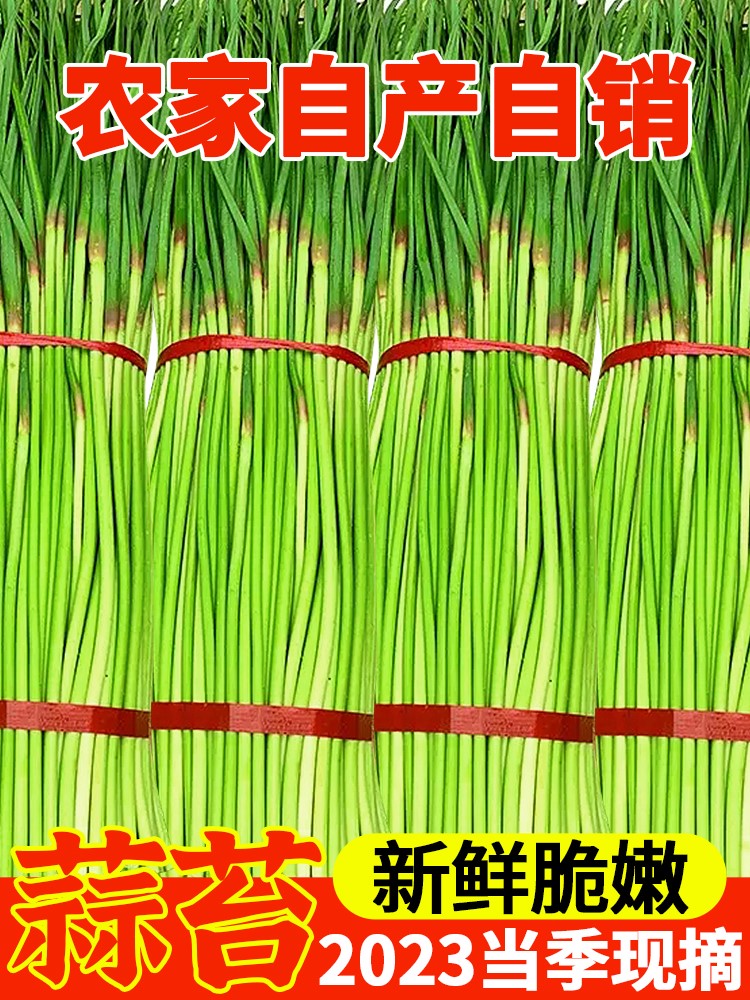 新鮮蒜苔10斤蔬菜當(dāng)季農(nóng)家自種青菜紅帽蒜薹蒜毫青蒜苗整箱包郵5