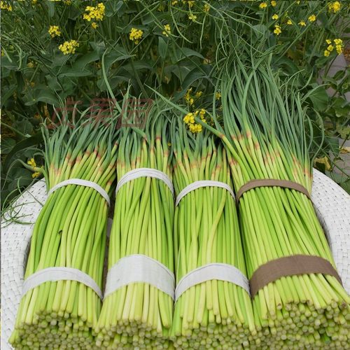 2025年新鲜现摘蒜苔5斤农家自种蒜毫应季蔬菜青菜蒜苗蒜薹整箱10