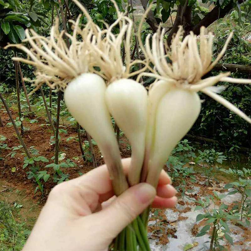 现挖现发带箱5斤装新鲜荞头自种新鲜蔬菜藠头茭头湖南特产_虎窝淘