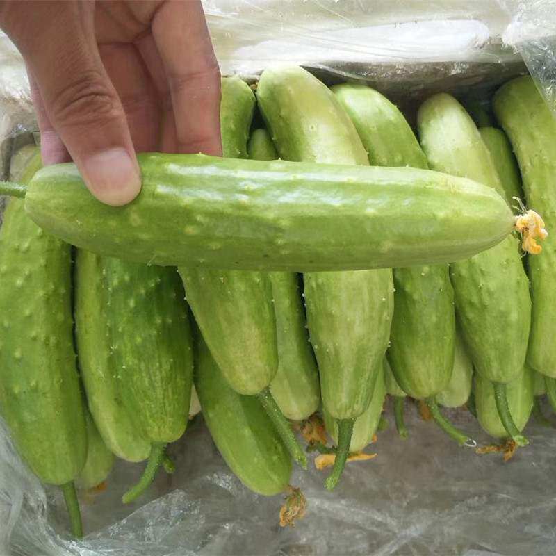 海阳特产白皮白玉黄瓜 牛奶小黄瓜旱黄瓜新鲜水果蔬菜5斤装