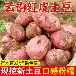 费2024新农家红洋芋蔬菜马铃薯 云南新鲜红皮黄心大土豆10斤 免邮