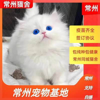 香港发货纯种金吉拉幼猫长毛曼基康矮脚猫活体拿破仑猫幼崽宠物猫