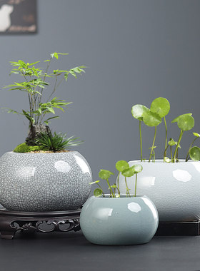 陶瓷简约铜钱草绿植花盆