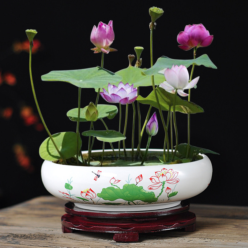 铜钱草水培花盆简约器皿金钱草专用陶瓷水仙花水培一叶莲碗莲桌面