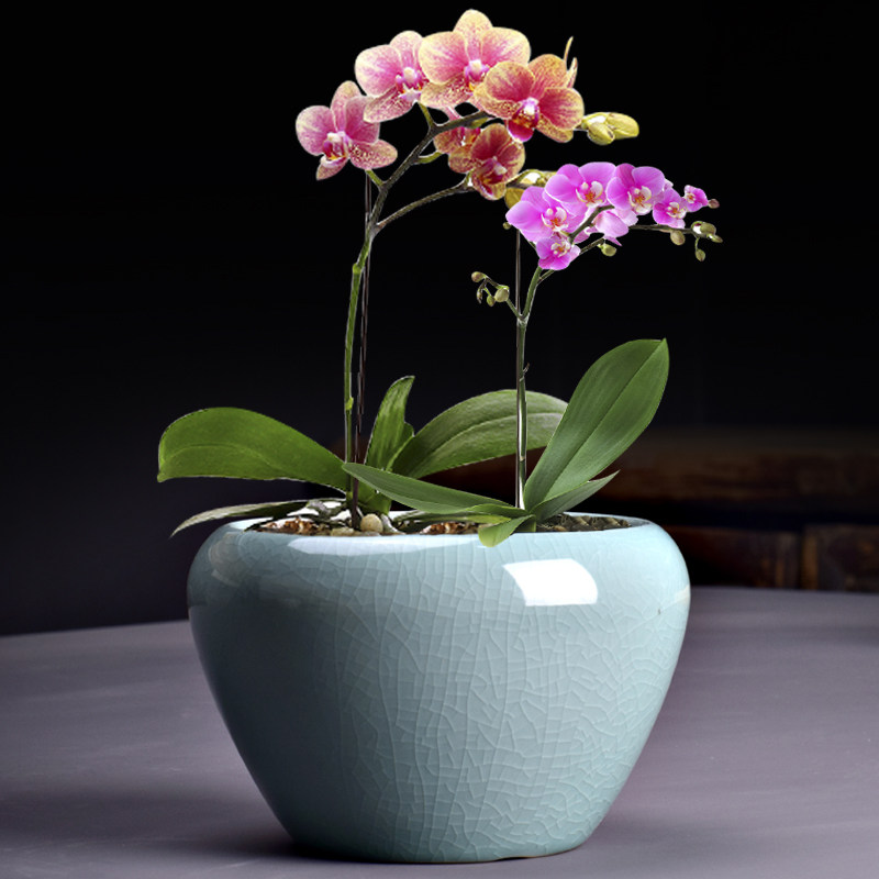 创意青瓷绿萝花盆陶瓷大号哥窑蝴蝶兰绿植君子兰家用吊兰盆栽多肉,鲜花速递/花卉仿真/绿植园艺,花盆,淘宝优惠券,粉丝福利购,淘宝优惠卷