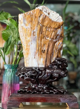 树化玉硅化木摆件冰种木化石128826客厅木化玉缅甸树化石客厅奇石