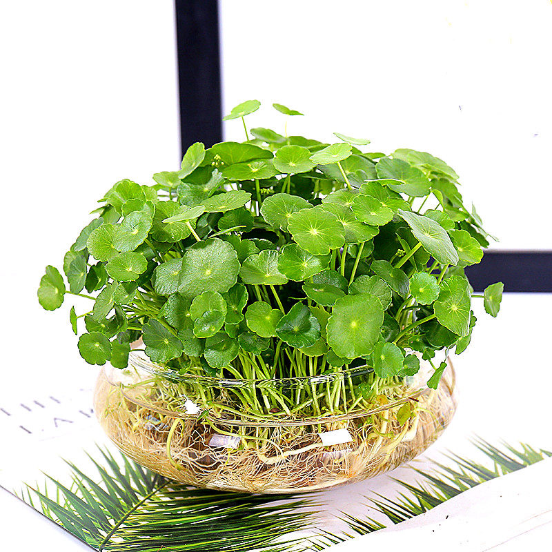 水培植物铜钱草金钱草带叶子室内水养花卉绿植盆栽办公四季好养活